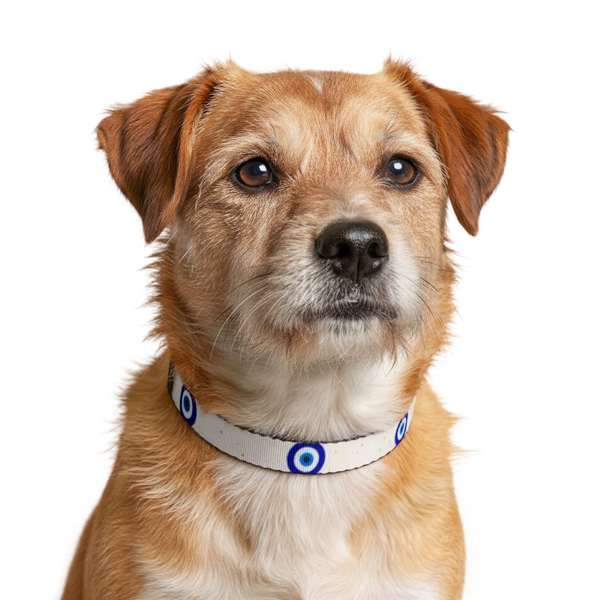 Clip-on Pet Collar