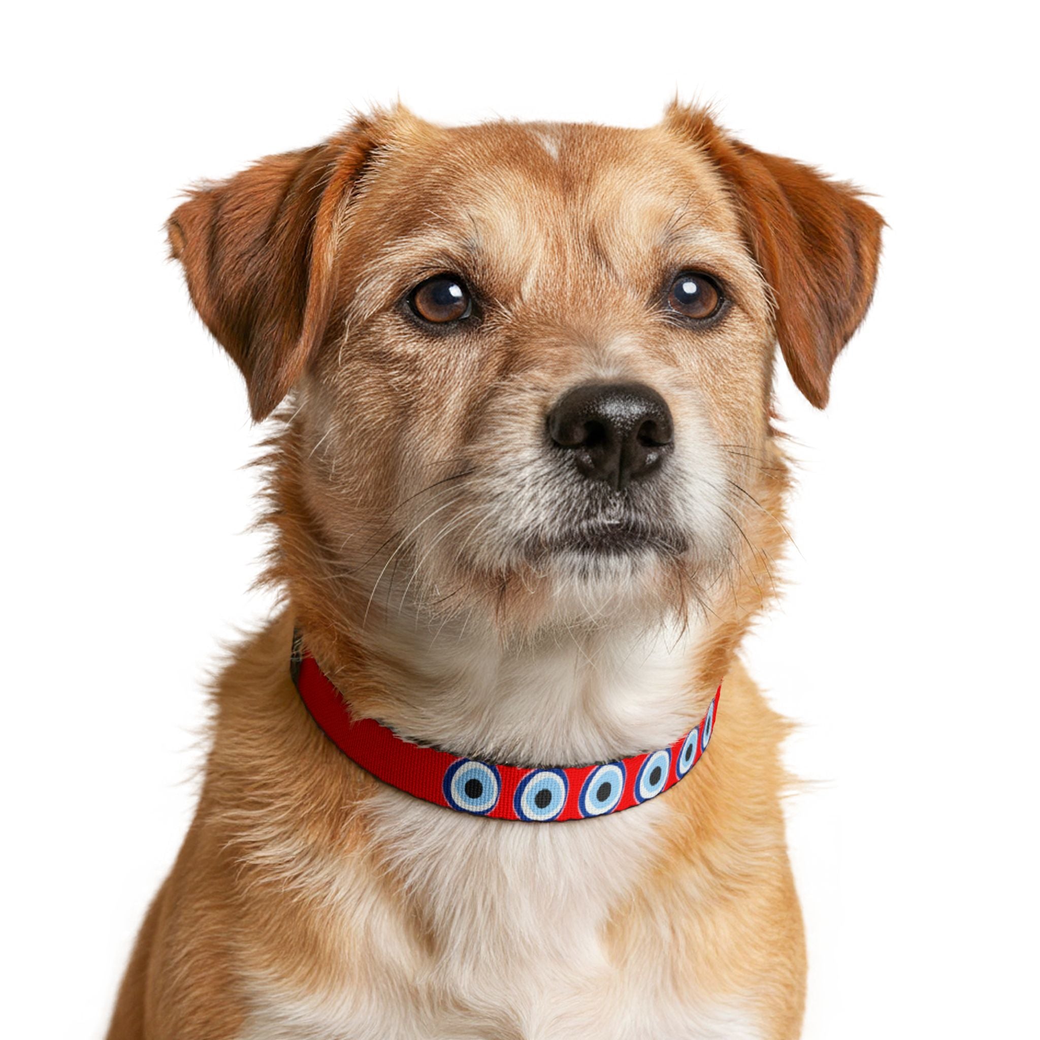 Clip-on Pet Collar